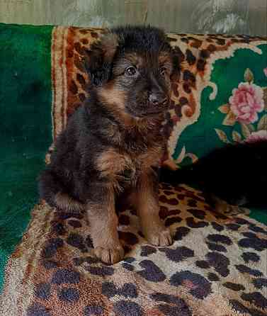 Немецкая овчарка (щенки). Донецк