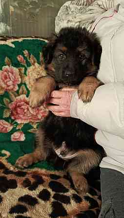 Немецкая овчарка (щенки). Донецк