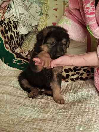 Немецкая овчарка (щенки). Донецк