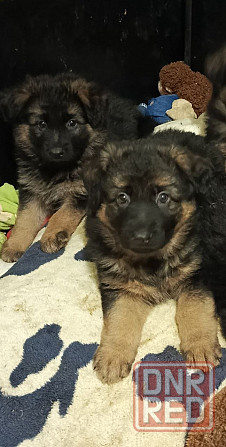 Немецкая овчарка (щенки). Донецк - изображение 7