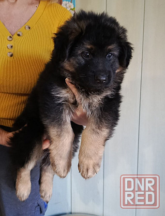 Немецкая овчарка (щенки). Донецк - изображение 1