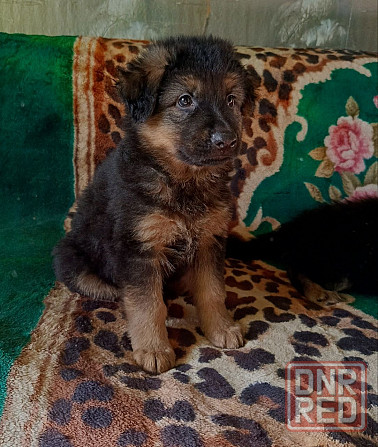 Немецкая овчарка (щенки). Донецк - изображение 4