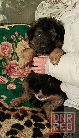 Немецкая овчарка (щенки). Донецк - изображение 2