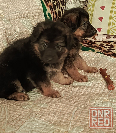 Немецкая овчарка (щенки). Донецк - изображение 3