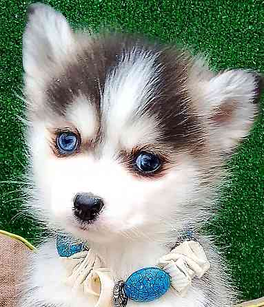 Крошка Маргошка помски той с доставкой. Донецк