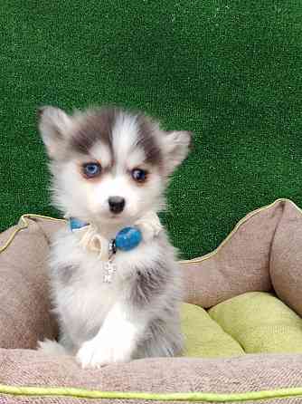 Крошка Маргошка помски той с доставкой. Донецк