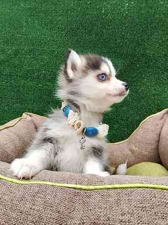 Крошка Маргошка помски той с доставкой. Донецк