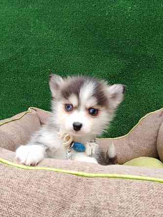 Крошка Маргошка помски той с доставкой. Донецк