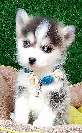 Крошка Маргошка помски той с доставкой. Донецк