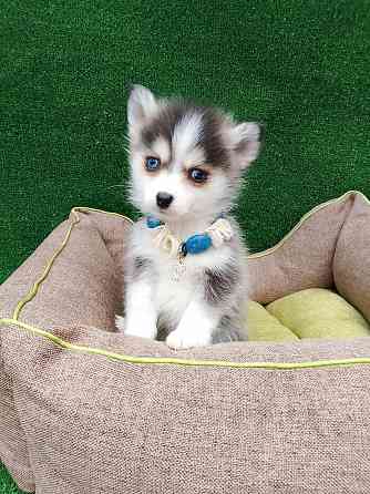 Крошка Маргошка помски той с доставкой. Донецк