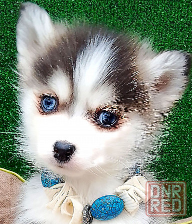 Крошка Маргошка помски той с доставкой. Донецк - изображение 3