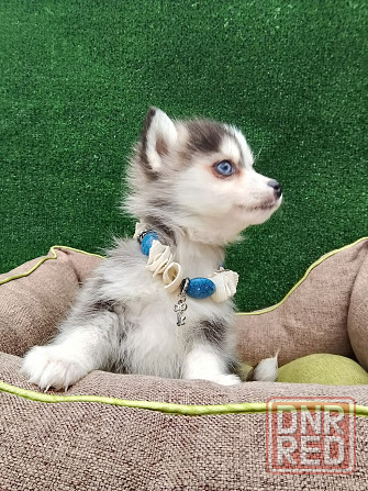 Крошка Маргошка помски той с доставкой. Донецк - изображение 2