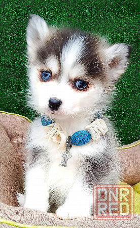 Крошка Маргошка помски той с доставкой. Донецк - изображение 4