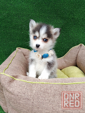 Крошка Маргошка помски той с доставкой. Донецк - изображение 2