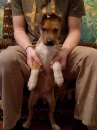 Собака Донецк