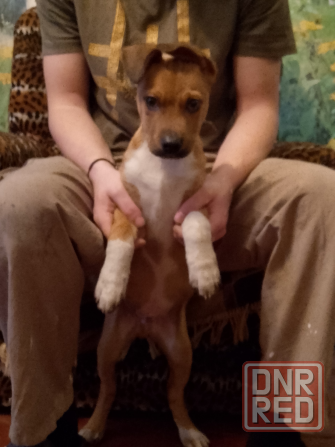 Собака Донецк - изображение 2