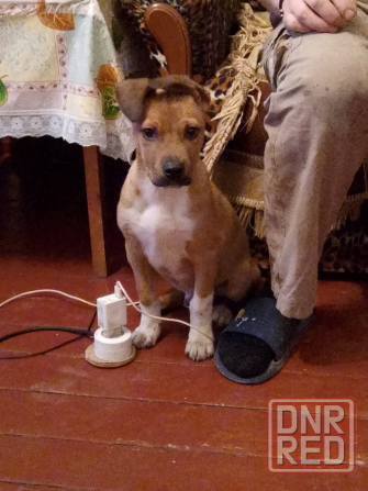 Собака Донецк - изображение 1