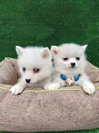 Крис и Сьюзи помски тои с доставкой. Донецк