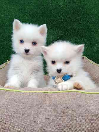 Крис и Сьюзи помски тои с доставкой. Донецк