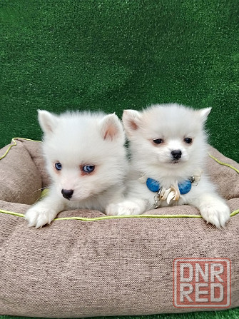 Крис и Сьюзи помски тои с доставкой. Донецк - изображение 2