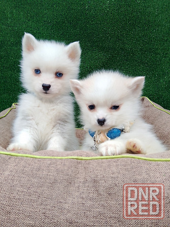 Крис и Сьюзи помски тои с доставкой. Донецк - изображение 1