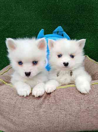 Два голубоглазых мальчика помски Крис и Айк с доставкой. Донецк