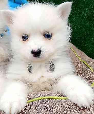 Два голубоглазых мальчика помски Крис и Айк с доставкой. Донецк