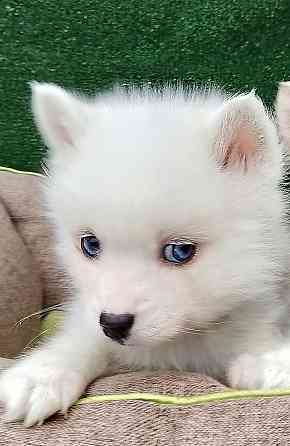 Два голубоглазых мальчика помски Крис и Айк с доставкой. Донецк