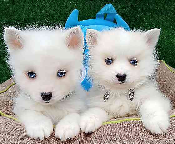 Два голубоглазых мальчика помски Крис и Айк с доставкой. Донецк