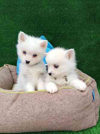 Два голубоглазых мальчика помски Крис и Айк с доставкой. Донецк