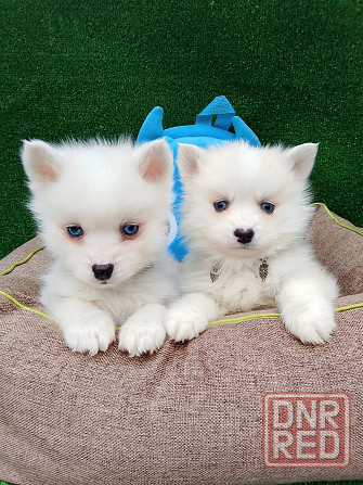 Два голубоглазых мальчика помски Крис и Айк с доставкой. Донецк - изображение 2