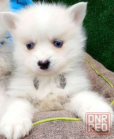 Два голубоглазых мальчика помски Крис и Айк с доставкой. Донецк - изображение 3