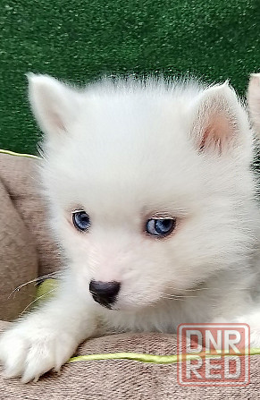 Два голубоглазых мальчика помски Крис и Айк с доставкой. Донецк - изображение 5