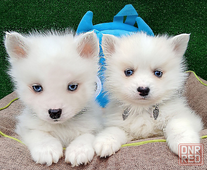 Два голубоглазых мальчика помски Крис и Айк с доставкой. Донецк - изображение 4