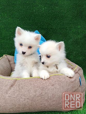 Два голубоглазых мальчика помски Крис и Айк с доставкой. Донецк - изображение 1