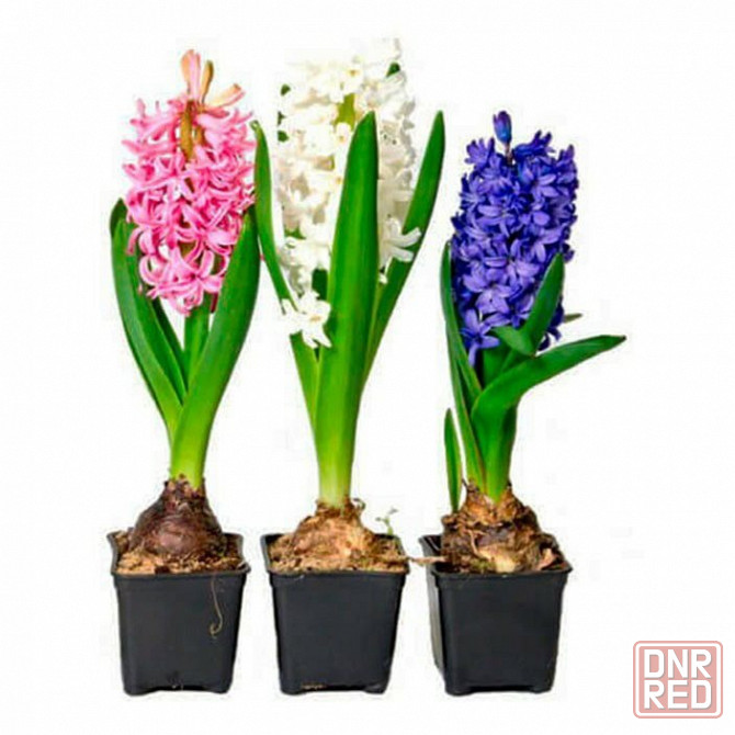 Цветы к 8 марта Донецк - изображение 3