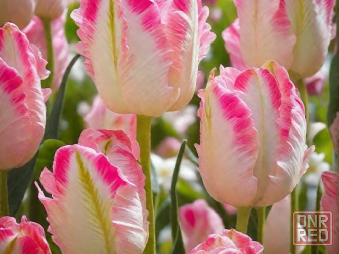 Цветы к 8 марта Донецк - изображение 2