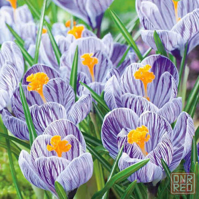 Цветы к 8 марта Донецк - изображение 4