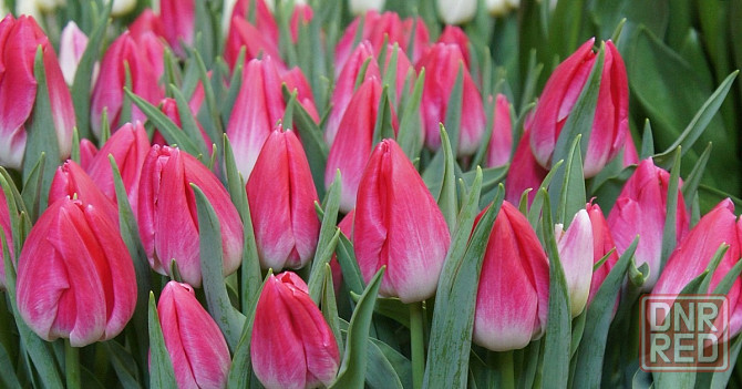 Цветы к 8 марта Донецк - изображение 1