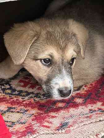 Щенкам нужен дом Донецк