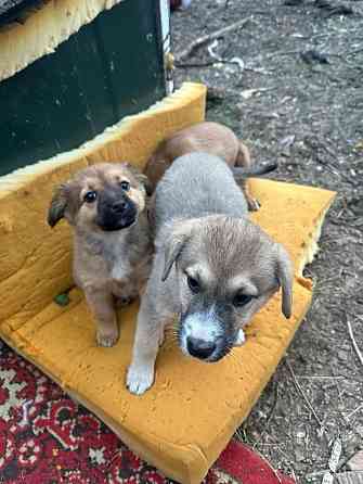 Щенкам нужен дом Донецк