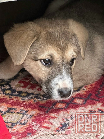 Щенкам нужен дом Донецк - изображение 2