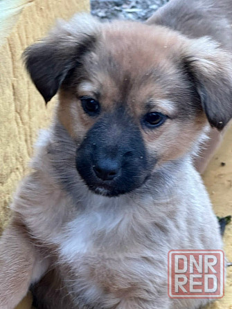 Щенкам нужен дом Донецк - изображение 1