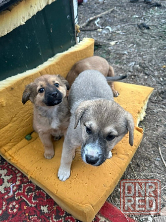 Щенкам нужен дом Донецк - изображение 3