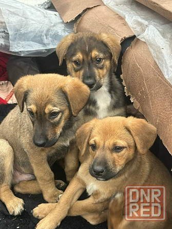 Щенкам нужен дом Донецк - изображение 4