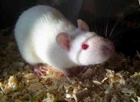 Отдам в добрые руки Донецк