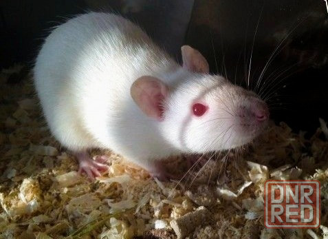 Отдам в добрые руки Донецк - изображение 1