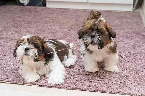 Продаются щенки Ши-тцу Донецк