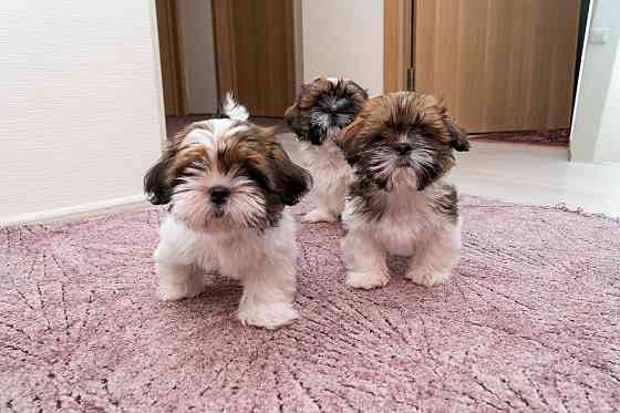 Продаются щенки Ши-тцу Донецк