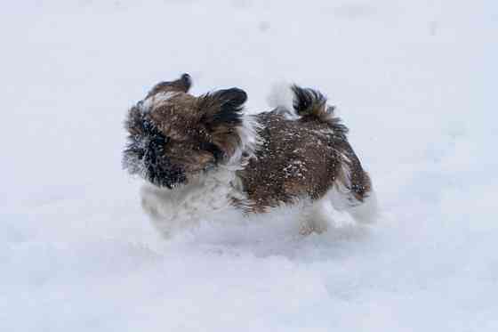 Продаются щенки Ши-тцу Донецк
